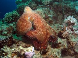 Octopus cyaneus, taken at Dahab, Egypt at depth of 10m by Ilan Ben Tov 